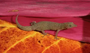 Keys: Ashy Gecko