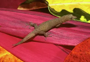 Keys: Ashy Gecko