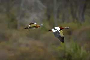 Chloephaga: Ashy-headed Goose