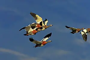 Chloephaga: Ashy-headed Goose - flock in flight