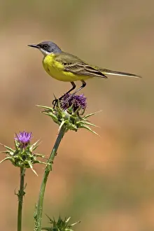 Flava: Ashy-headed Wagtail - in habitat