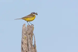 Picket: Ashy-headed Wagtail (Motacilla flava) on a pole