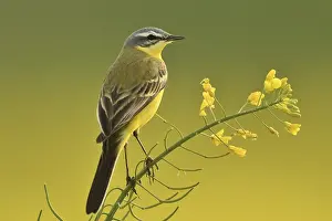 Rapeseed: Ashy-headed Wagtail (Motacilla flava) in a rapeseed