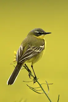 Rapeseed: Ashy-headed Wagtail (Motacilla flava) in a rapeseed