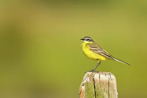 Picket: Ashy-headed Wagtail on pole in spring, France