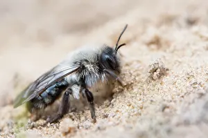 Andrena: Ashy mining bee (Andrena cineraria), Emsland, Lower