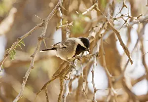 Cinerascens: Ashy Tit - perched in thorn bush. Kalahari, South