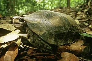 Emys: Asia Brown Tortoise