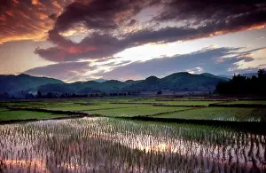 Burma: Asia, Burma (Myanmar) Rice paddy refects