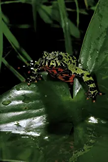 Scan: Asia, China. Fire belly toad (Bombina orientalis)