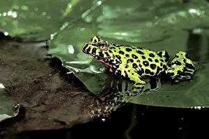 Scan: Asia, China. Fire belly toad (Bombina orientalis)
