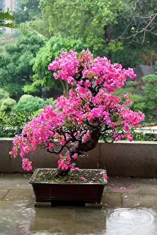 Bonsai: Asia, China, Hong Kong, Kowloon, Wong Tai
