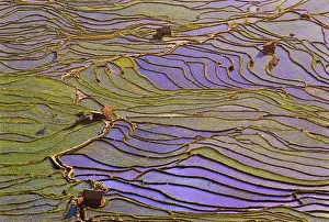 Paddy: Asia, China, Yunnan Province, Yuanyang