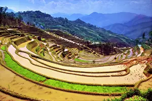 Paddy: Asia, China, Yunnan Province, Yuanyang County