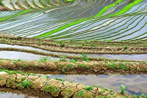 Prefecture: Asia, China, Yunnan, Yuanyang. Flooded rice