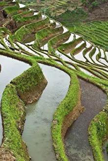 Paddy: Asia, China, Yunnan, Yuanyang. Flooded rice