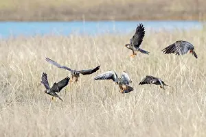 Nagaland: Asia, India, Nagaland province, Amur falcon (Falco