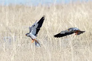 Nagaland: Asia, India, Nagaland province, Amur falcon (Falco