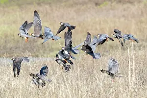 Amur: Asia, India, Nagaland province, Amur falcon (Falco