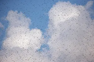 Amur: Asia, India, Nagaland province, Amur falcon (Falco
