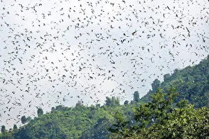 Amur: Asia, India, Nagaland province, Amur falcon (Falco