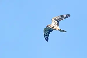 Amur: Asia, India, Nagaland province, Amur falcon (Falco