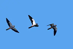 Amur: Asia, India, Nagaland province, Amur falcon (Falco