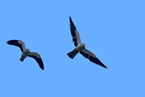 Amur: Asia, India, Nagaland province, Amur falcon (Falco