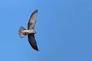 Amur: Asia, India, Nagaland province, Amur falcon (Falco