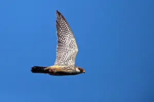 Amur: Asia, India, Nagaland province, Amur falcon (Falco