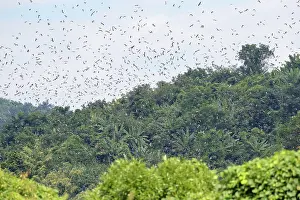 Amur: Asia, India, Nagaland province, Amur falcon (Falco