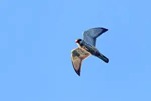 Amur: Asia, India, Nagaland province, Amur falcon (Falco