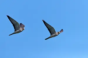 Amur: Asia, India, Nagaland province, Amur falcon (Falco