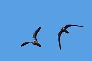 Amur: Asia, India, Nagaland province, Amur falcon (Falco