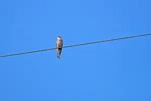 Amur: Asia, India, Nagaland province, Amur falcon (Falco