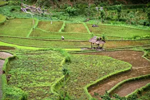 Haseltine: Asia, Indonesia, East Bali. Rice fields