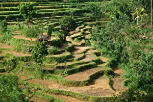 Haseltine: Asia, Indonesia, East Bali. Rice fields