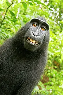 Features: Asia, Indonesia, Sulawesi crested black macaque