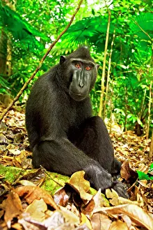 Features: Asia, Indonesia, Sulawesi. Crested black macaque