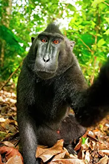 Features: Asia, Indonesia, Sulawesi. Crested black macaque