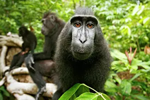 Features: Asia, Indonesia, Sulawesi. Crested black macaque
