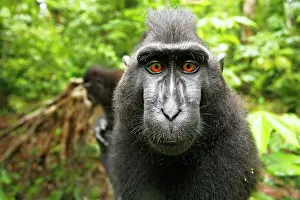 Features: Asia, Indonesia, Sulawesi. Crested black macaque