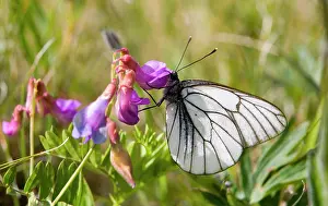 Micro: Asia, Mongolia, Khovsgol Nuur NP. Pieris