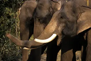 Amount: Asia, Nepal, Chitwan. Asian Elephants of Chitwan