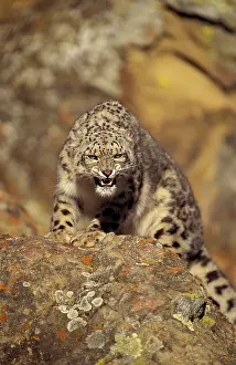 Foreground: Asia. Snow leopard (Panthera uncia uncia)