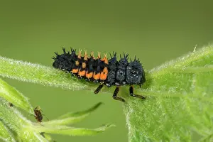 Axyridis: Asian Asian lady beetle (Harmonia axyridis) larva