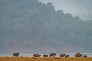 Grand: ASIAN OR ASIATIC ELEPHANT