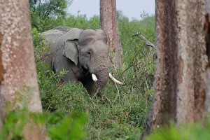 Northeast: Asian or Asiatic elephant (Elephas maximus) in the