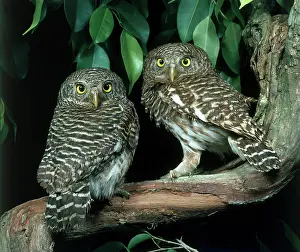 Glaucidium: Asian Barred Owlets
