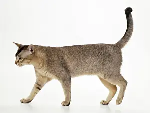 Ticked: Asian Black Ticked Tabby Cat